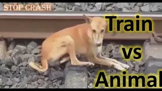 #_Stop_crash /Train vs Animal #7