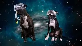 Green Screen Space Dogs