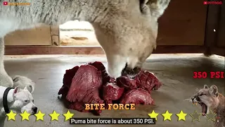 Dogo Argentino Vs Puma Mountain Lion Cougar Real Fight   PITDOG   YouTube   Profil 1 – Microsoft​ Ed