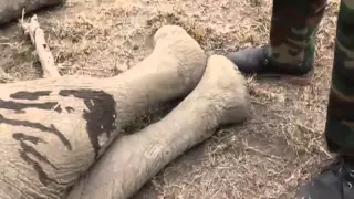 Distressed elephant tries to protect baby after poachers injure it