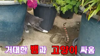 거대한 뱀과 고양이 싸움 #유혈목이#꽃뱀#화사#독사라고 불리는 뱀입니다.