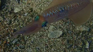 RED SEA SQUID CHANGING COLOR CAUGHT ON CAM