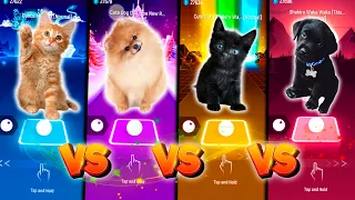 CUTE CAT DANCE MONKEY VS CUTE DOG DUA LIPA NEW RULES VS CUTE CAT VS CUTE DOG SHAKIRA WAKA WAKA