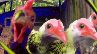 MARTIN GARRIX FT. STONEBRIDGE BIRD DISTRICT : CHICKEN ANIMALS