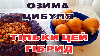 ВАЖЛИВО ЗНАТИ, яку цибулю ПОСАДИТИ під ЗИМУ, щоб не стрілкувалася і урожайна  @Visiting_Tania