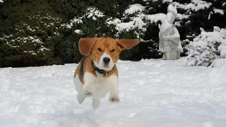 My Dog reaction on first snow in 2020