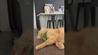 Cat and Parrot Adorably Display Their Friendship - 1410348