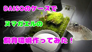 DAISOのケースでヌマガエルの飼育環境作ってみた