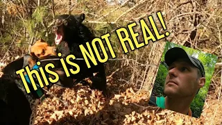 HIGHLIGHT REEL! Bear Hunting with Hounds...