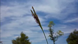 Can I Overseed Natives into my Fescue Pasture?