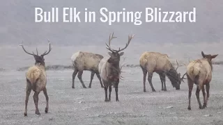 Wonderful Wyoming Wildlife - Bull Elk in Spring Blizzard