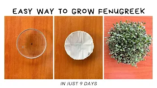 Unique way to grow Fenugreek | Using Glass Lid☘️