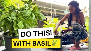 Do this with your Basil Plants😃🌿🙌🏾 Plus Pro Tips! #basil