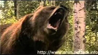 Movie Stills From Grizzly Rage (2007)