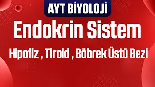 6) Endokrin Sistem : Hipofiz , Tiroid , Böbrek Üstü Bezi