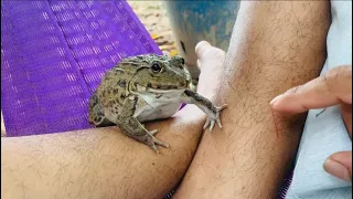 Cute baby frogs/screaming frogs frogs said don’t touch me don’t touch me & funny animals #funnyvideo