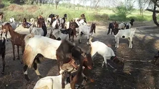 Goat Buck Screaming and has many Goat Doe for Mating