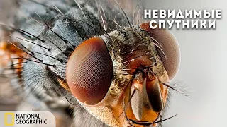 Наши невидимые спутники | Документальный фильм National Geographic