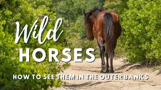 How to visit the Amazing Wild Horses near Corolla NC | Wild Banks