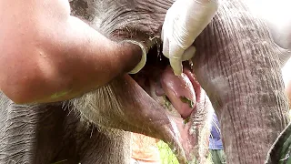 Elephant suffering from traumatic injury in mouth treated and translocated to safer reserved forest