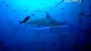 Shark Week- Hammerhead Sharks