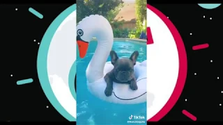 Cute and Funny French Bulldog Tik Tok Compilation