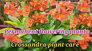 आइए जानते हैं इस नए फ्लावरिंग प्लांट का सफर ||How To Grow And Care Crossandra||Permanent Flowering