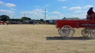 Walworth county fair horses