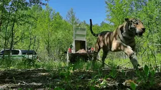 Выпуск взрослой тигрицы в дикую природу, 14 июня 2023 года