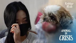 Doctors Said My Dog Is Hopeless But... I Can't Give Up | Animal in Crisis Ep 288