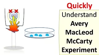 Avery MacLeod McCarty experiment