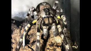 Seperating a  P. regalis commune