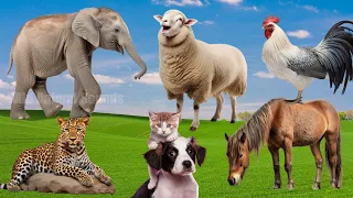 Happy Animal Moments, Familiar Animals: Elephant, Rooster, Horse, Leopard, Sheep - Animal Sounds