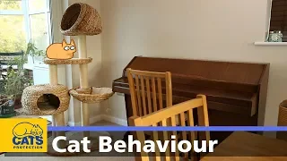 🐱 My cat keeps hiding | Cats Protection behaviour guides