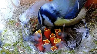 2 Day Old Blue Tit Chicks in the Nest Box