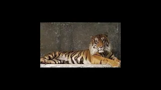 911 call after tiger attack at Topeka Zoo