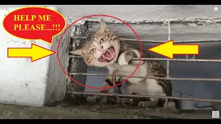 The Cat's Head trapped in Metal Shop Window | "SAVE ME!" Rescue This Dying cat at last moment