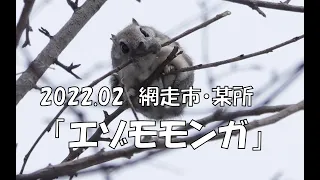 2022.02網走市・某所「エゾモモンガ」