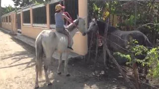 Campanero un caballo súper manso!