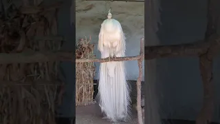 White Peacock in India #lordshen