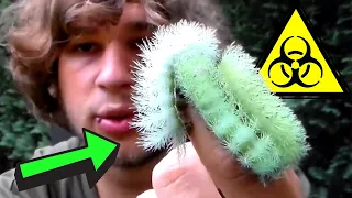 I touched a VENOMOUS Caterpillar (Automeris excreta)