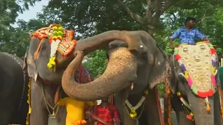 Храмовые слоны Индии отправились в курортный отпуск развлечения
