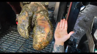 HUGE BULLS FOOT *RESTORATION* | The Hoof GP