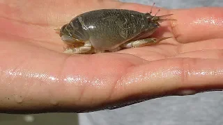 10 Creepiest Crustaceans in the World