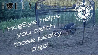 HogEye helps you catch those pesky pigs?