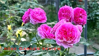 Roses in my garden. Rose garden tour. Healthy roses in pots. Mass of blooms. Beautiful roses.