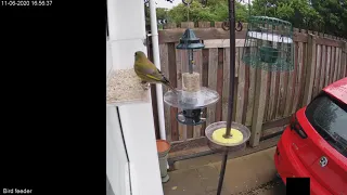 Greenfinch & Bullfinch on the window feeder 11.6.20