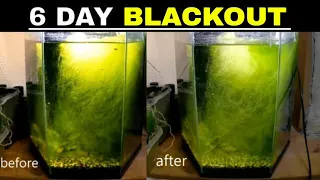 Do blackouts get rid of string algae?