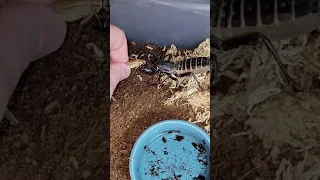 feeding vinegaroon by hand