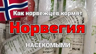 Норвегия: показываю продукты с насекомыми КОЛБАСЫ